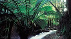 Otway Ranges Nationa..