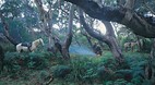 Otway Ranges Nationa..