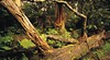Otway Ranges National Park
