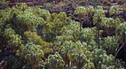 Palm Valley