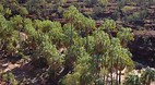 Palm Valley