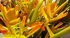 Parap Markets