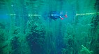 Piccaninnie Ponds
