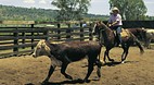 Quirindi