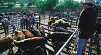 Quirindi