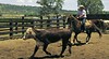 Quirindi