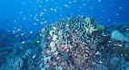 Rowley Shoals