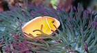 Rowley Shoals