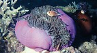 Rowley Shoals