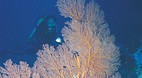 Rowley Shoals