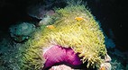 Rowley Shoals