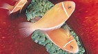 Rowley Shoals