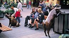 Rundle Street Mall