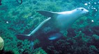 Seal Bay