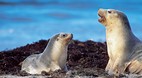Seal Bay