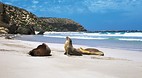 Seal Bay