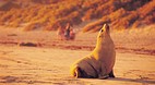 Seal Bay