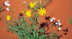 Simpson Desert