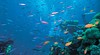 Southern Barrier Reef Gladstone