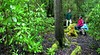 Tahune Forest Reserve