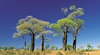 Tambo