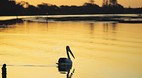 Taree