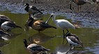 Territory Wildlife P..