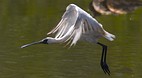 Territory Wildlife P..