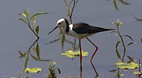 Territory Wildlife P..