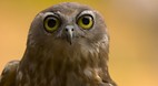 Territory Wildlife P..