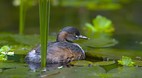 Territory Wildlife P..
