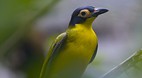 Territory Wildlife P..