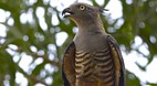 Territory Wildlife P..