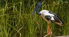 Territory Wildlife P..