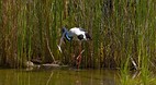 Territory Wildlife P..