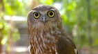 Territory Wildlife P..