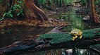 Territory Wildlife P..