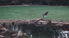 Territory Wildlife P..