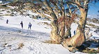 Thredbo