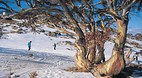 Thredbo