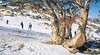Thredbo