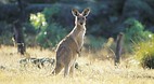 Warrumbungle Nationa..