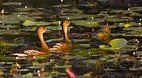 Yellow Water