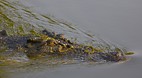 Yellow Water