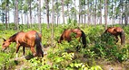 Abaco Wild Horse Pre..