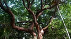 Bimini Nature Trail