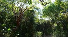 Bimini Nature Trail