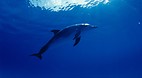 Bimini