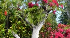 Garden of the Groves