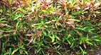 Garden of the Groves